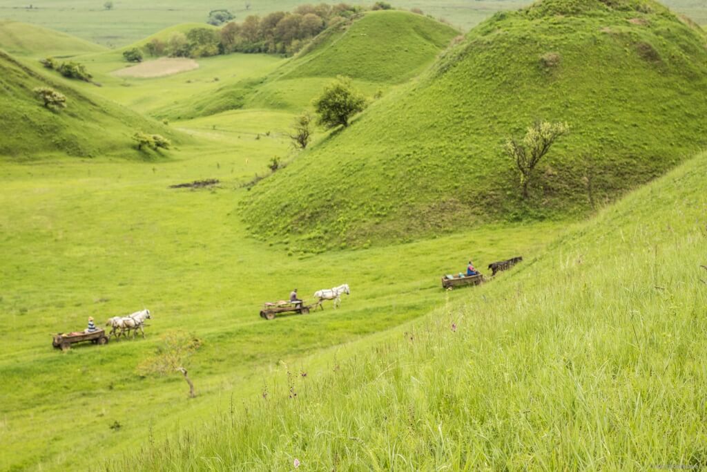 Movile's Horse Carriage Hill Tour in Movile