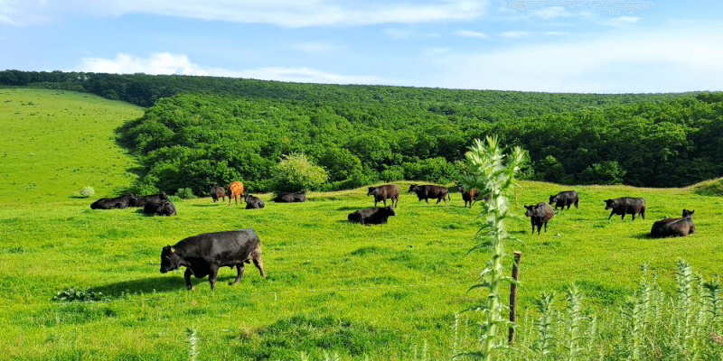 Walking With Văcuțele in Presaca