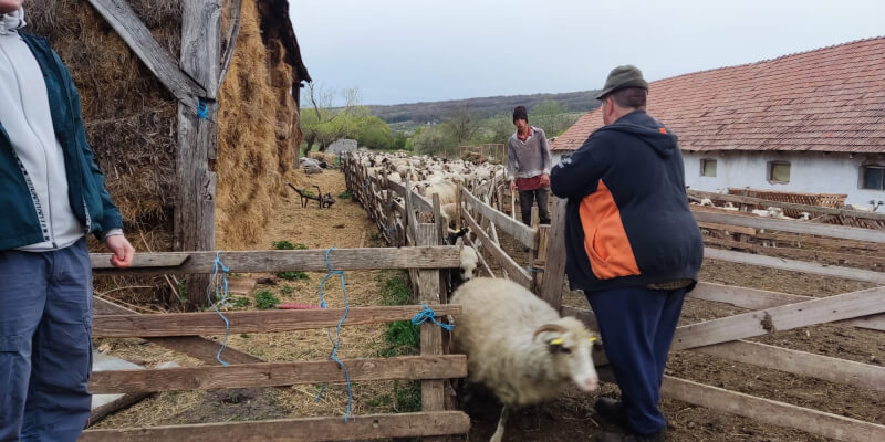 Country Animal Visit & Dairy Sampling in Seligstadt