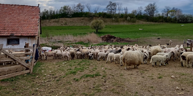 Country Animal Visit & Dairy Sampling in Seligstadt