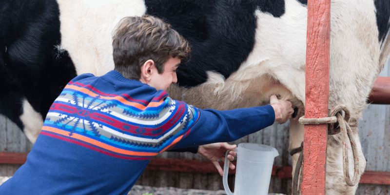 Let's Go Milk the Cow in Paltin