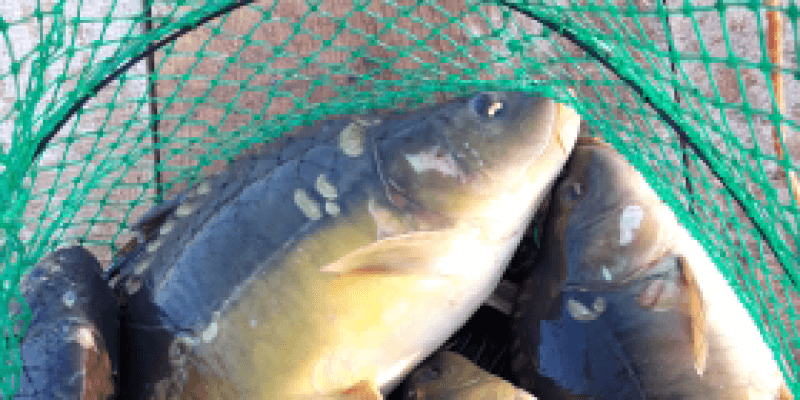 Authentic Carp Fishing Experience in Stejărișu