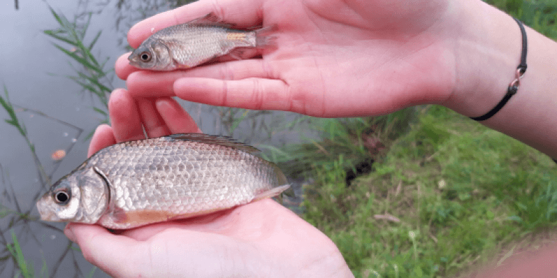 Authentic Carp Fishing Experience in Probstdorf