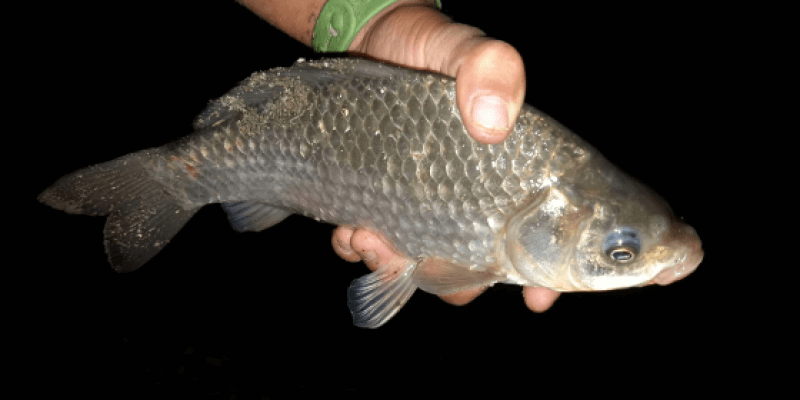 Authentic Carp Fishing Experience in Probstdorf