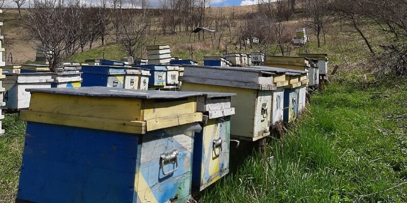 Beekeeping and Honey Tasting Visit in Copșa Mare