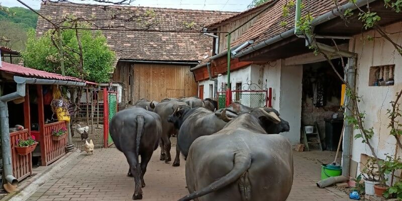 Erwin Maurer's Farm Tour in Neudorf bei Schässburg