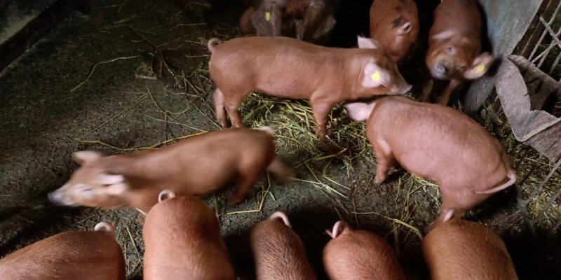 Erwin Maurer's Farm Tour in Neudorf bei Schässburg