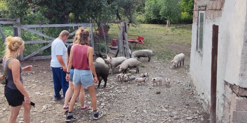 Traditional Farm & Tasting Tour in Breaza