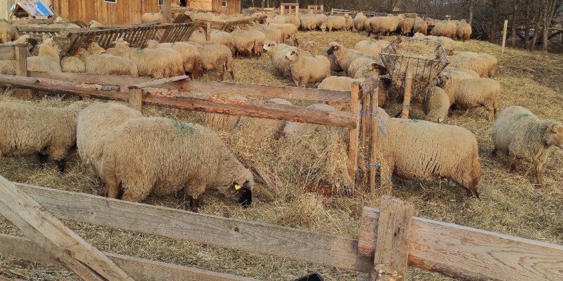 Visit to the Sheepfold in Grânari/Mukkendorf