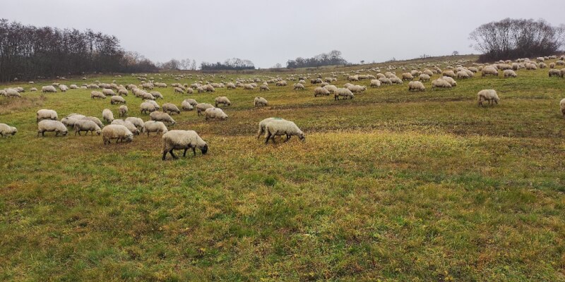 Visit to the Sheepfold in Grânari