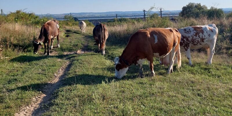 Bring cow herd home in Uileacu de Criş