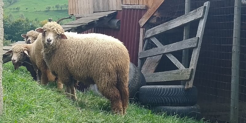 Join Us in Preparing a Lamb! in Măgura