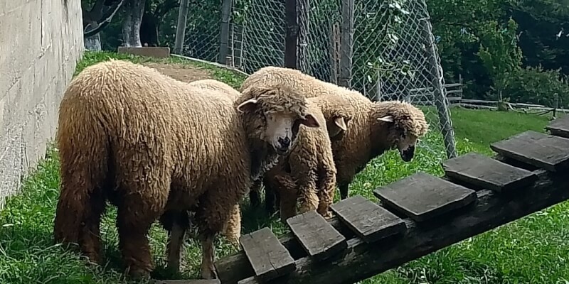 Join Us in Preparing a Lamb! in Măgura