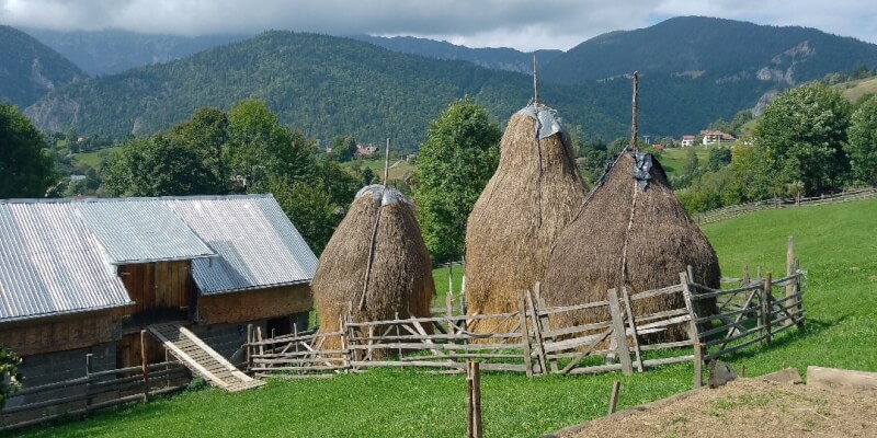 Traditional Haymaking in Măgura