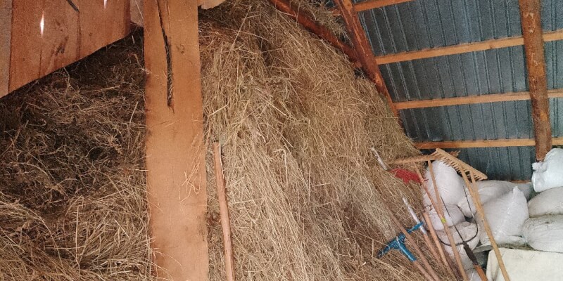 Traditional Haymaking in Măgura