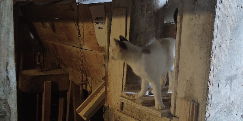 Visit a 150-year-old Mill in Ohaba