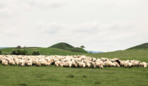 Movile Mounds in Movile