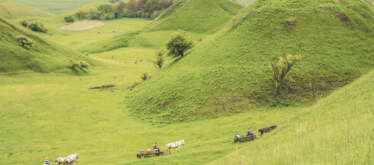 Movile Mounds in Movile