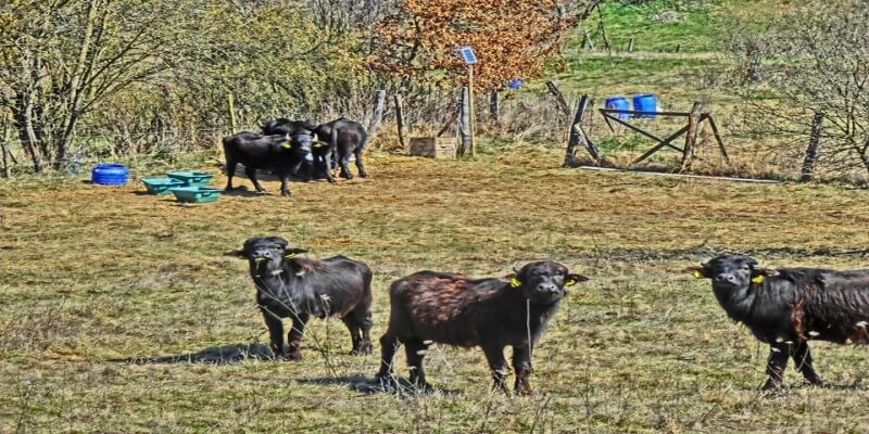 Buffalo Milk in Stejărișu