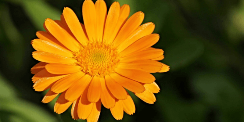 Calendula cream in Hundertbücheln