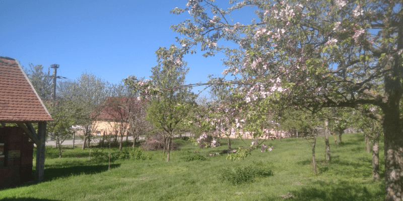 Pollen in Hamba