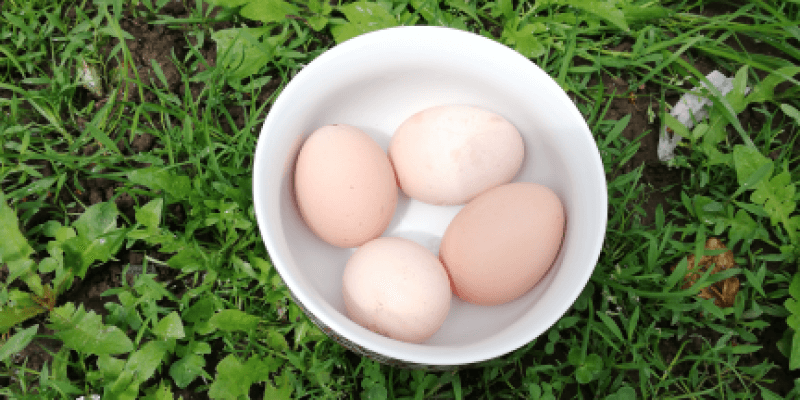 Agramonia Fresh Food Egg From Home 