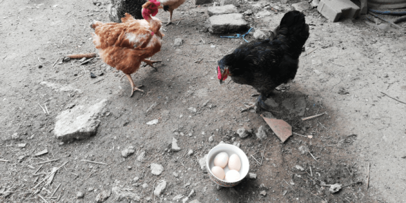 Egg From Home in Daia
