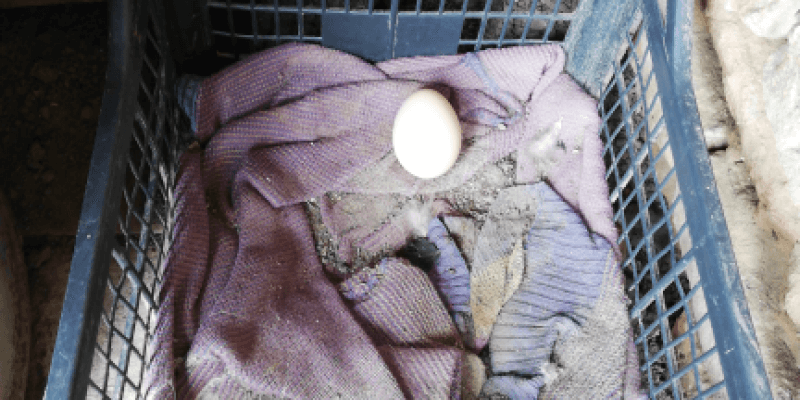 Egg From Home in Daia