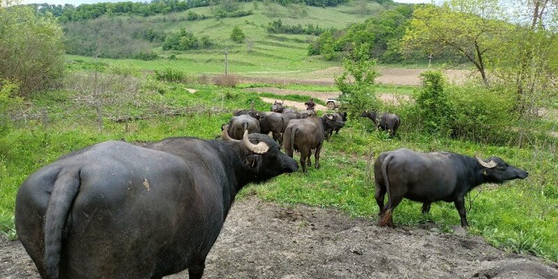 Buffalo Milk in Nou Săsesc (Sighișoara)