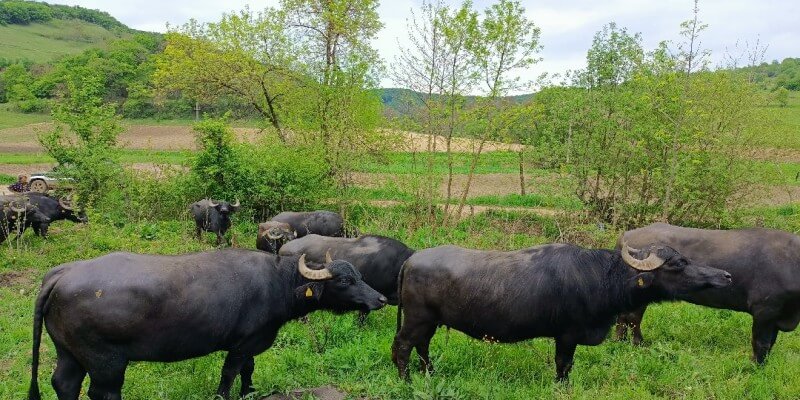 Buffalo Milk in Nou Săsesc (Sighișoara)