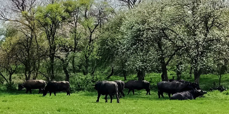 Buffalo Milk in Nou Săsesc (Sighișoara)