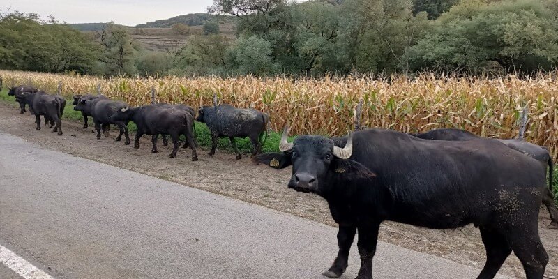 Buffalo Cheese in Nou Săsesc (Sighișoara)