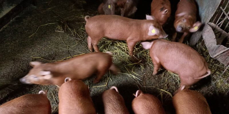 Pig Bacon in Nou Săsesc (Sighișoara)