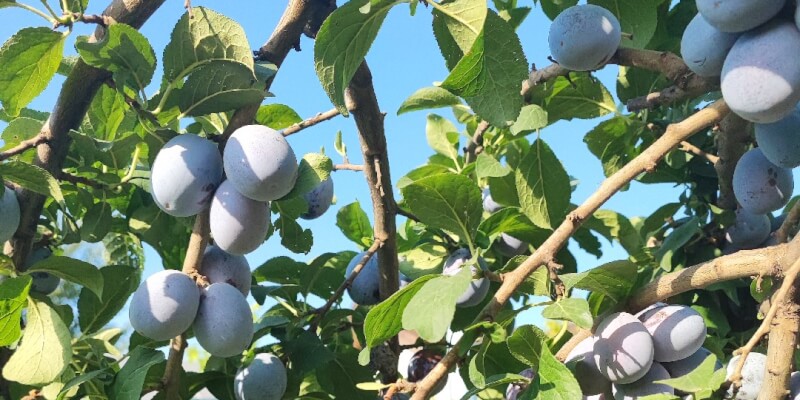 Plum spread in Bâldana