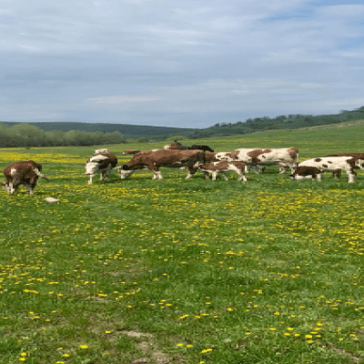 Titiriga Vasilica farmer in Merghindeal
